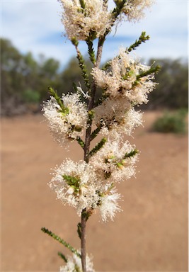 APII jpeg image of Melaleuca pallescens  © contact APII