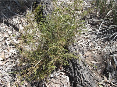 APII jpeg image of Boronia occidentalis  © contact APII