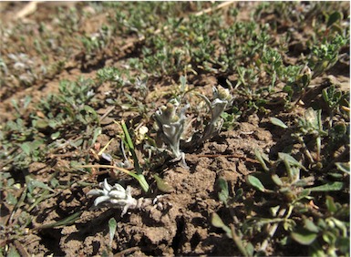 APII jpeg image of Gnaphalium polycaulon  © contact APII