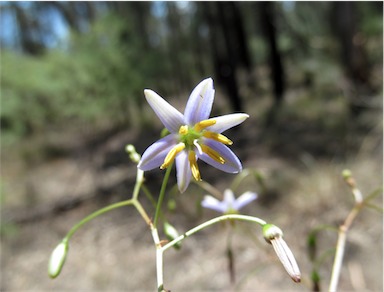 APII jpeg image of Dianella  © contact APII