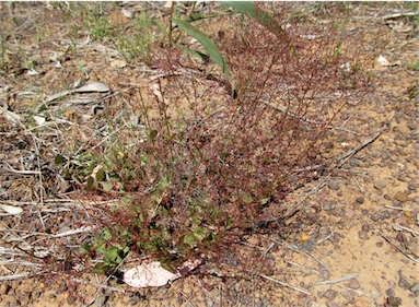 APII jpeg image of Gonocarpus micranthus subsp. ramosissimus  © contact APII