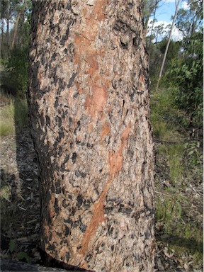 APII jpeg image of Corymbia watsoniana  © contact APII