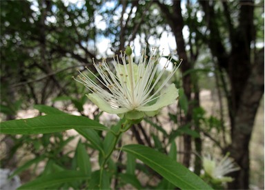 APII jpeg image of Capparis loranthifolia  © contact APII