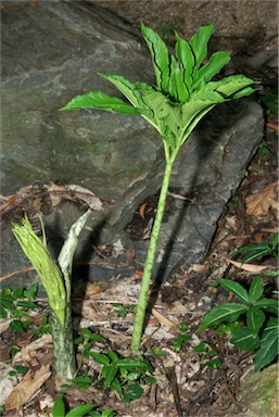 APII jpeg image of Amorphophallus galbra  © contact APII