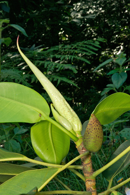 APII jpeg image of Ficus crassipes  © contact APII