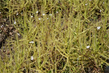 APII jpeg image of Drosera indica  © contact APII