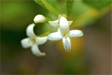 APII jpeg image of Coelospermum reticulatum  © contact APII