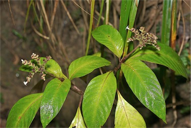 APII jpeg image of Ophiorrhiza australiana subsp. australiana  © contact APII