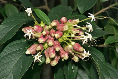 APII jpeg image of Clerodendrum longiflorum  © contact APII