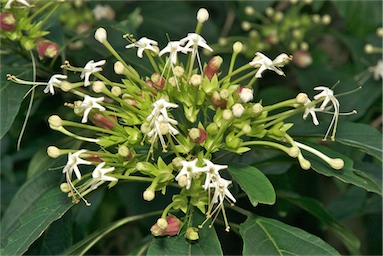 APII jpeg image of Clerodendrum longiflorum  © contact APII