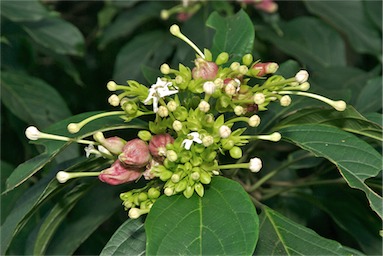 APII jpeg image of Clerodendrum longiflorum  © contact APII