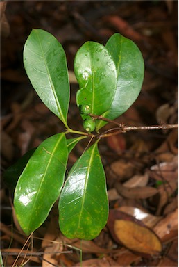 APII jpeg image of Cyclophyllum rostellatum  © contact APII