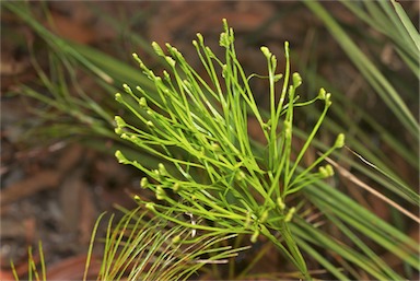 APII jpeg image of Schizaea dichotoma  © contact APII