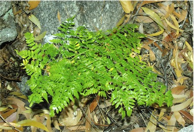 APII jpeg image of Davallia denticulata  © contact APII