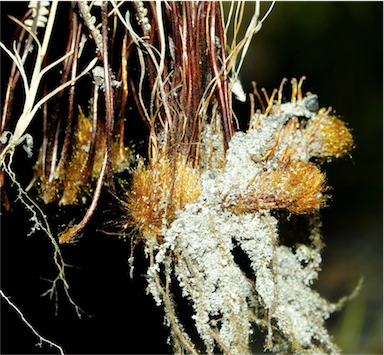 APII jpeg image of Platyzoma microphyllum  © contact APII