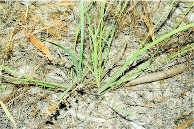 APII jpeg image of Lomandra filiformis  © contact APII