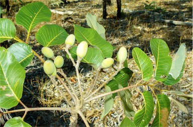 APII jpeg image of Canarium australianum var. australianum  © contact APII