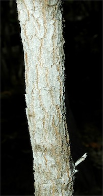 APII jpeg image of Acacia leptocarpa  © contact APII