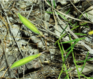 APII jpeg image of Isotropis parviflora  © contact APII