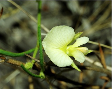 APII jpeg image of Isotropis parviflora  © contact APII