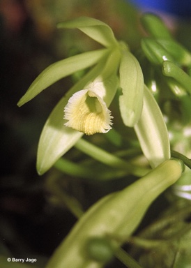 APII jpeg image of Vanilla planifolia  © contact APII