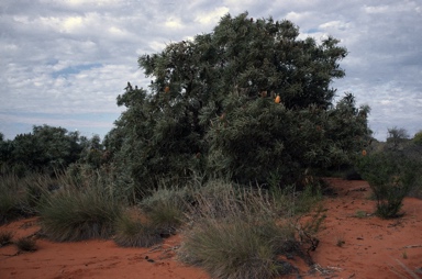 APII jpeg image of Banksia ashbyi  © contact APII