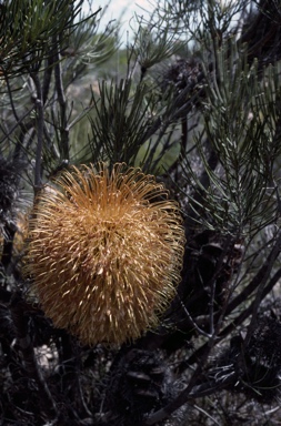 APII jpeg image of Banksia leptophylla var. leptophylla  © contact APII