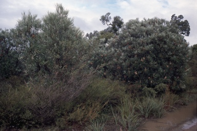 APII jpeg image of Banksia littoralis var. littoralis  © contact APII