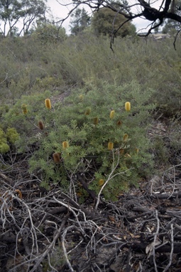 APII jpeg image of Banksia marginata  © contact APII