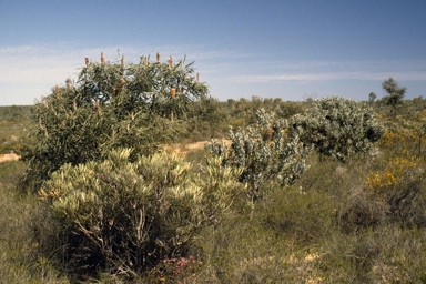 APII jpeg image of Banksia victoriae,<br/>Banksia sceptrum,<br/>Banksia attenuata  © contact APII