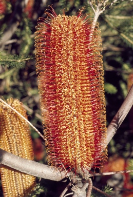 APII jpeg image of Banksia ericifolia var. ericifolia  © contact APII