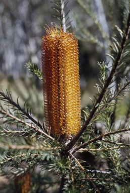 APII jpeg image of Banksia ericifolia  © contact APII