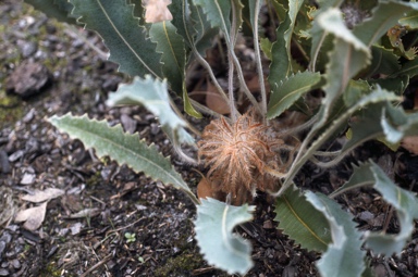 APII jpeg image of Banksia goodii  © contact APII