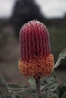 APII jpeg image of Banksia menziesii  © contact APII