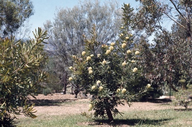 APII jpeg image of Banksia aemula  © contact APII