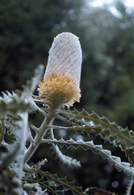 APII jpeg image of Banksia victoriae  © contact APII