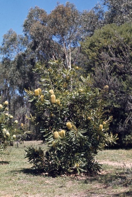 APII jpeg image of Banksia aemula  © contact APII