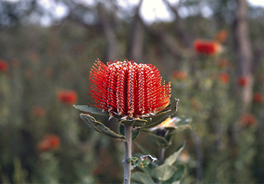 APII jpeg image of Banksia coccinea  © contact APII