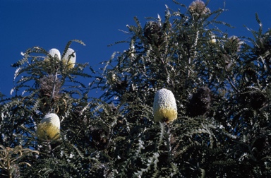 APII jpeg image of Banksia speciosa  © contact APII