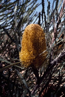 APII jpeg image of Banksia benthamiana  © contact APII