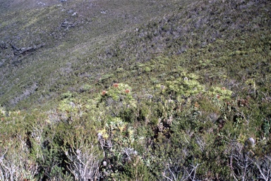 APII jpeg image of Banksia brownii  © contact APII