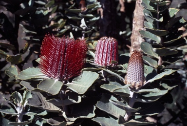 APII jpeg image of Banksia coccinea  © contact APII