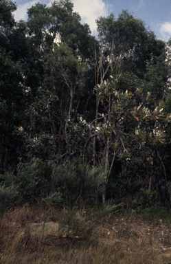 APII jpeg image of Banksia dentata  © contact APII