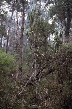 APII jpeg image of Banksia marginata  © contact APII