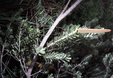APII jpeg image of Banksia praemorsa  © contact APII