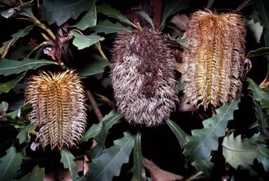 APII jpeg image of Banksia quercifolia  © contact APII