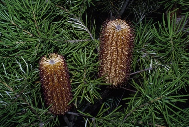 APII jpeg image of Banksia spinulosa  © contact APII