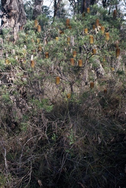 APII jpeg image of Banksia spinulosa var. cunninghamii  © contact APII