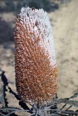 APII jpeg image of Banksia prionotes  © contact APII