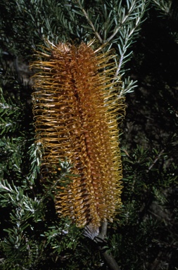 APII jpeg image of Banksia ericifolia  © contact APII